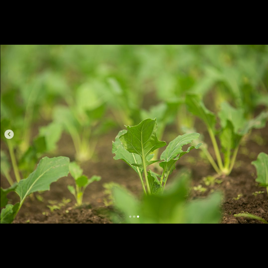 Gewächshäuser von Innen