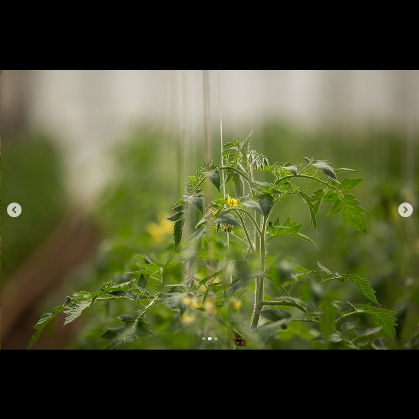 Screenshot 2023-05-12 at 19-16-24 Schümannhof (@schuemannhof.de) Instagram