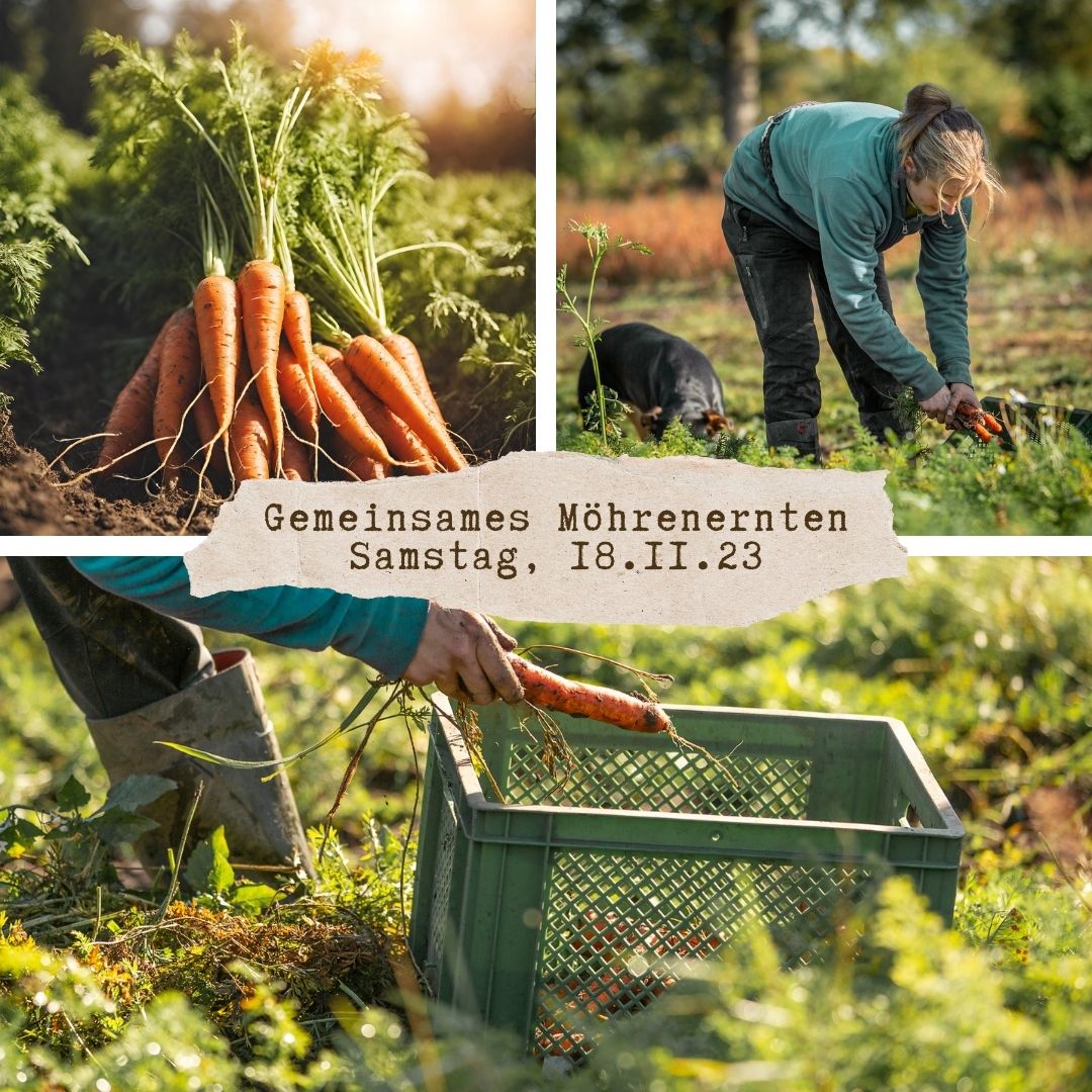 Gemeinsame Möhrenernte