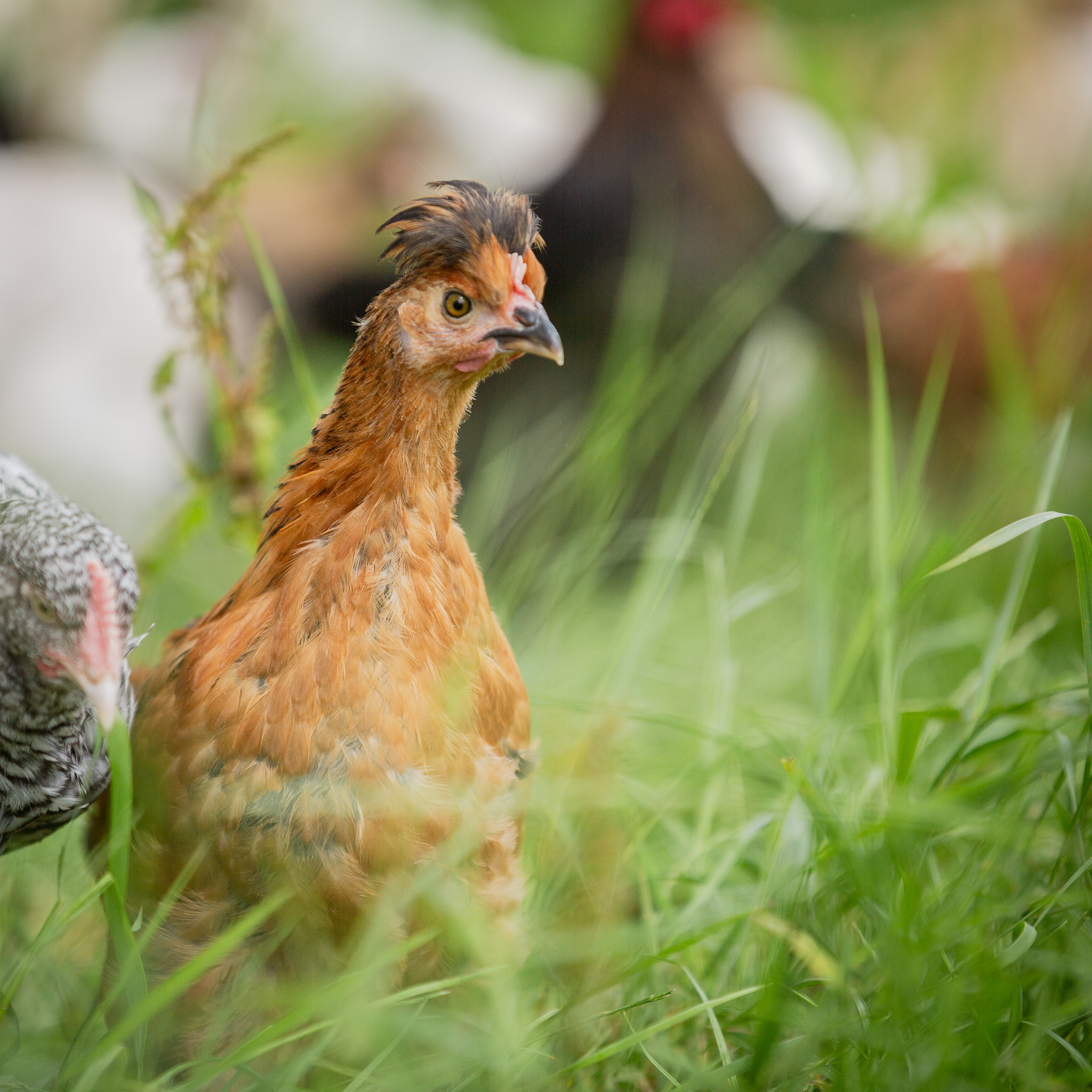 Trisdorfer Landhuhn auf dem Schümannhof